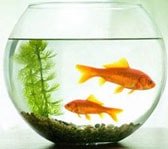 Aquarium, Plant, Pet, Hobby Gifts